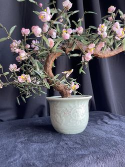 fiddle leaf fig: Fiddle Leaf Fig Tree (Ficus lyrata)  Pots For Plants