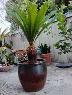 Rare 15-Year-Old Mature 4ft Sago Palm in Premium 18" Glazed Pot