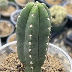Johns Jamón X MTO2. Oreocereus Urmiriensis. Gymnocalycium gibbosum var. nigrum. Bridgesii Riverside Cactus. 