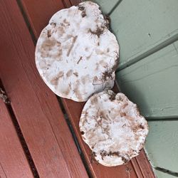 Mushroom Conks