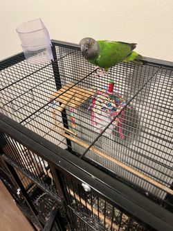 Bird cage for sale