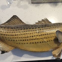 Vintage Taxidermy Fish 38"