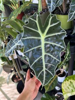 Alocasia African Mask