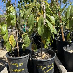 Sour Soap Guanabana Tree 
