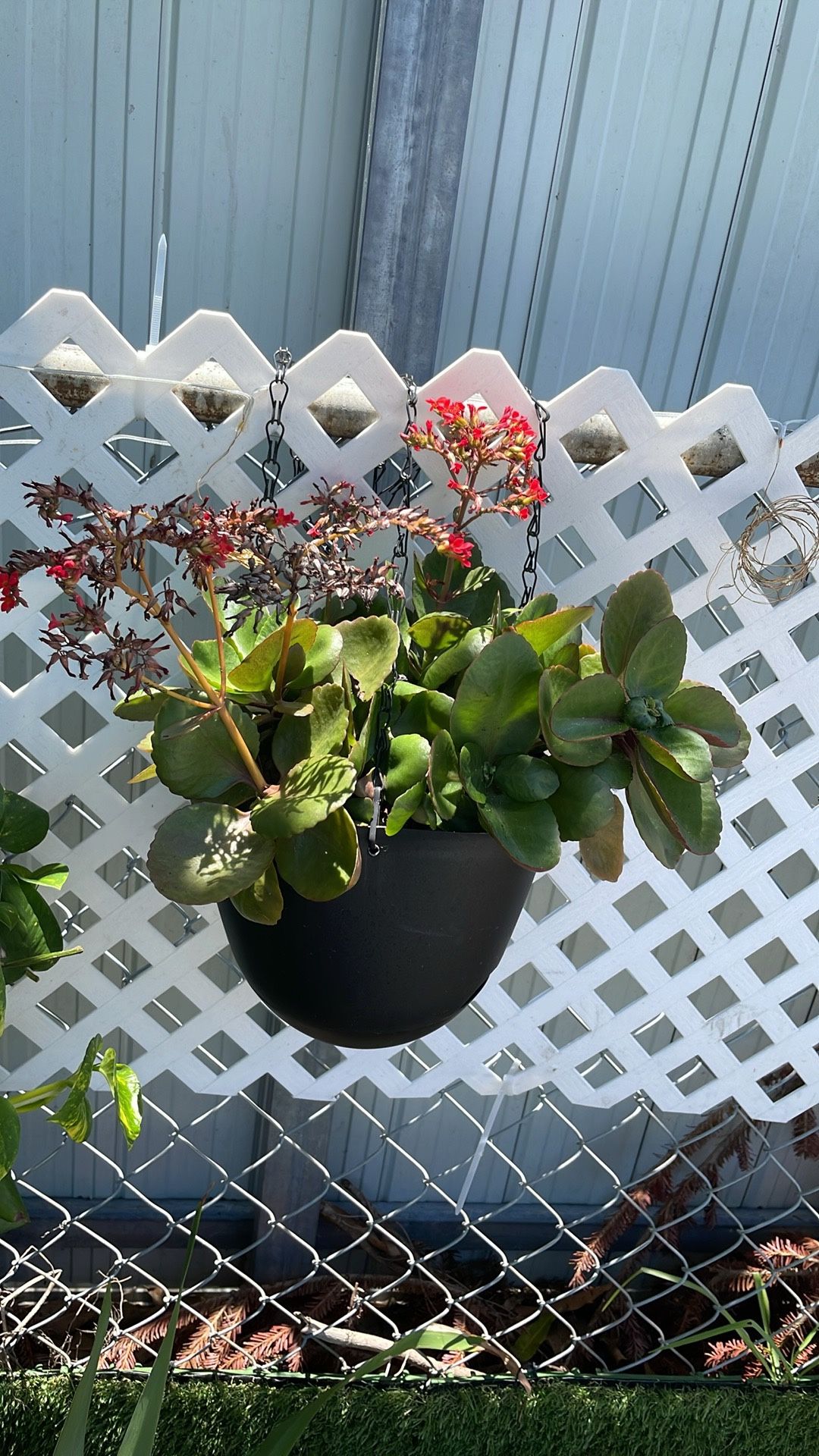 Succulent