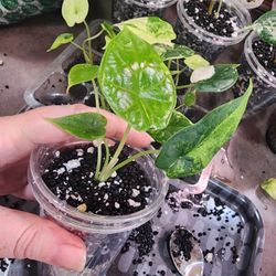 🐉 Alocasia Baginda "Dragon Scale" Aurea  💚💛