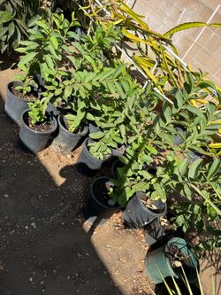 Guava Tree in Black Pot