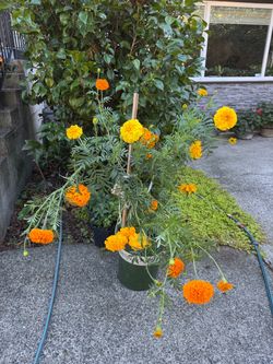 Marigolds large bloom orange yellow plants in large pot