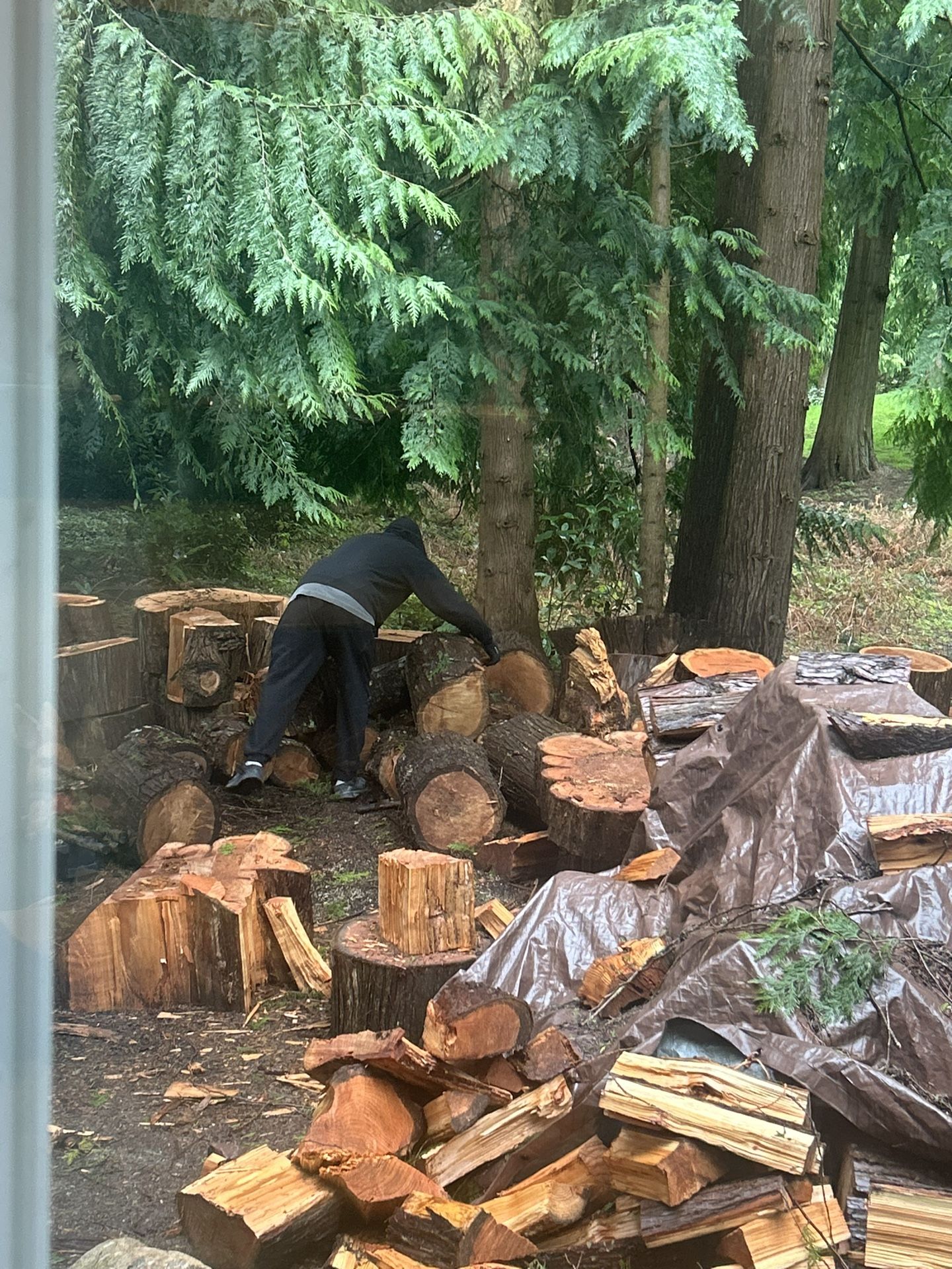 Free Firewood Cedar And Hemlock