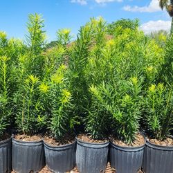 Beautiful Podocarpus Plants For Inmediate Privacy!!! About 3 Feet Tall!!! Fertilized 