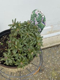 Fragrant Blooming Daphne 'Lawrence Crocker'