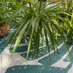 Spider Plants 