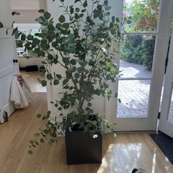 Faux Eucalyptus In CB2 Planter 
