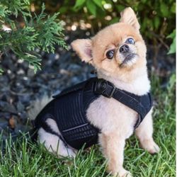 NEW AOC Pet Back Brace for Small Pup (Chronic Pain, Spinal Support, Spondylosis)