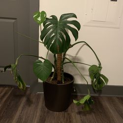 Large healthy monstera plant 