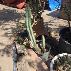 Cactus Azul 