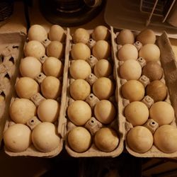 Farm Fresh Duck Eggs