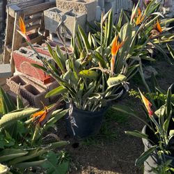 Bird Of Paradise