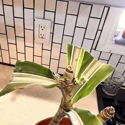 Indoor plant