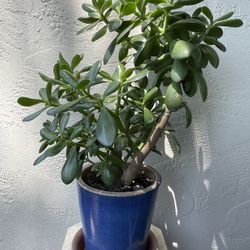 Jade Plant W/ Blue Ceramic Pot