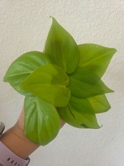 Philodendron Lemon Lime Plant Cuttings