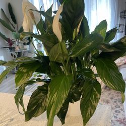 Peace Lily plant