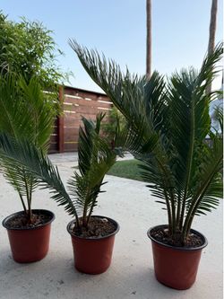 Sago palms