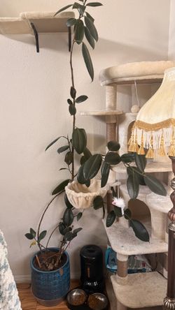 Large rubber plant
