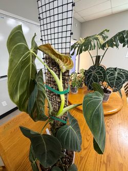 Philodendron Melanocrysum 2.5 feet tall on a moss pole