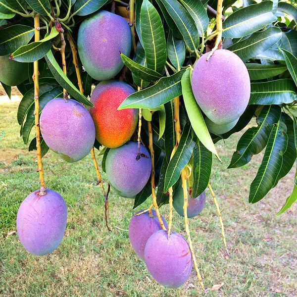 Rapoza dwarf hawaiian mango grafted trees ,rapoza dwarf hawaiian mango