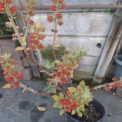 Beautiful Rare  Succulent 