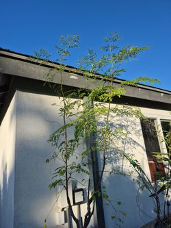 Moringa Tree