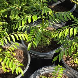 Curry leaves tree (Murraya koenigii or Bergera koenigii)