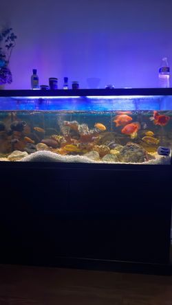 75 gallon  tank