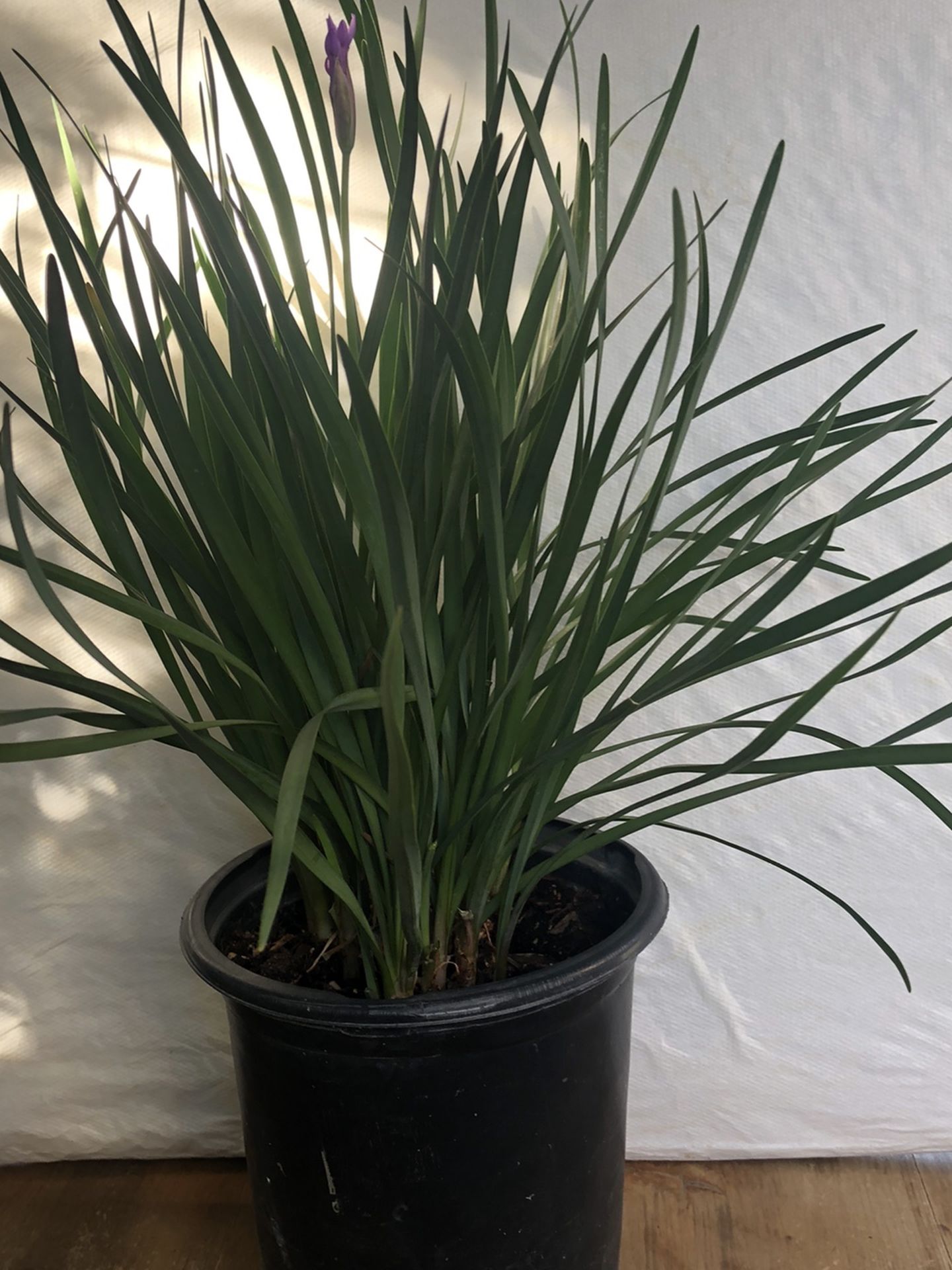 Society Garlic plant one gallon pot $9 each or 2 for $15
