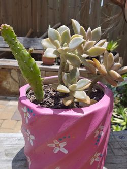 Succulents
