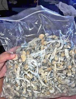 Shrooms 🍄