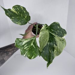 Monstera Electrolyte Tricolor Plant 