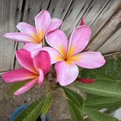 Plumeria Plant