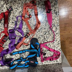 Multiple dog collars, harnesses. Kong brand