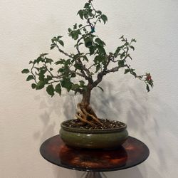 Bonsai