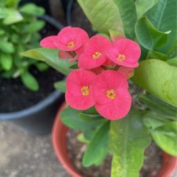 Corona De Cristo Flor Grande En Maceta De Cinco Galones