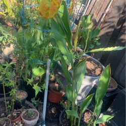 Plant Flowers 5 Gallon Container.