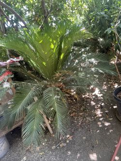 Palm Trees