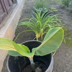 Banana Tree