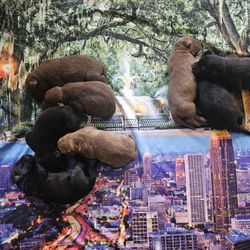 Pet Supplies 
