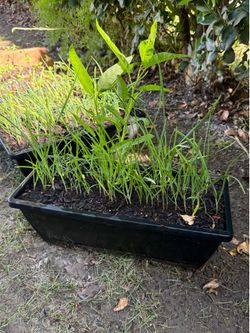3盆$40 紫根韭菜苗/CHINESE GARLIC CHIVES IN  CONTAINER