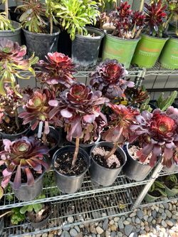 Black Tree Aeonium - $10/ea In 1-gallon pot