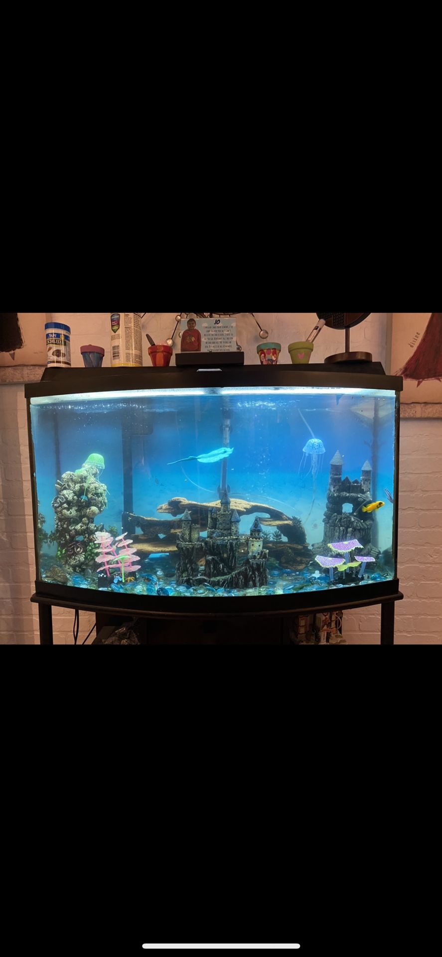 Fish Tank 