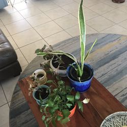 Plants In Pots And Books